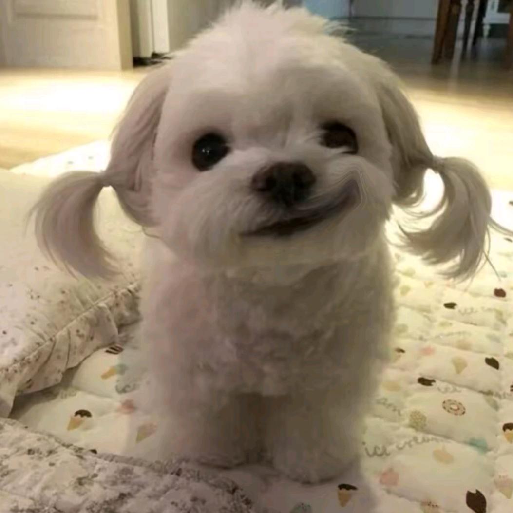 小艺