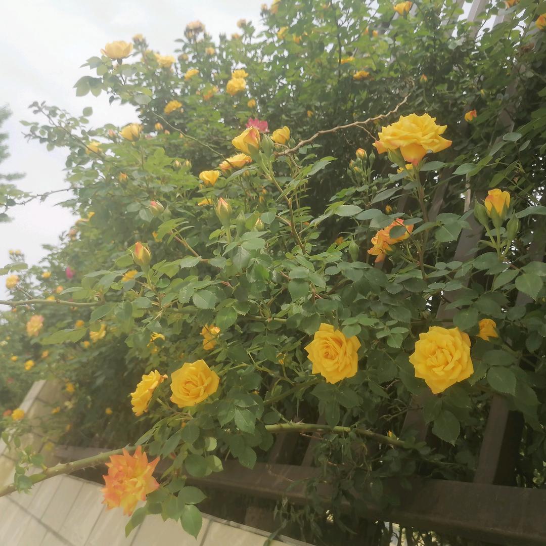 甜甜💞