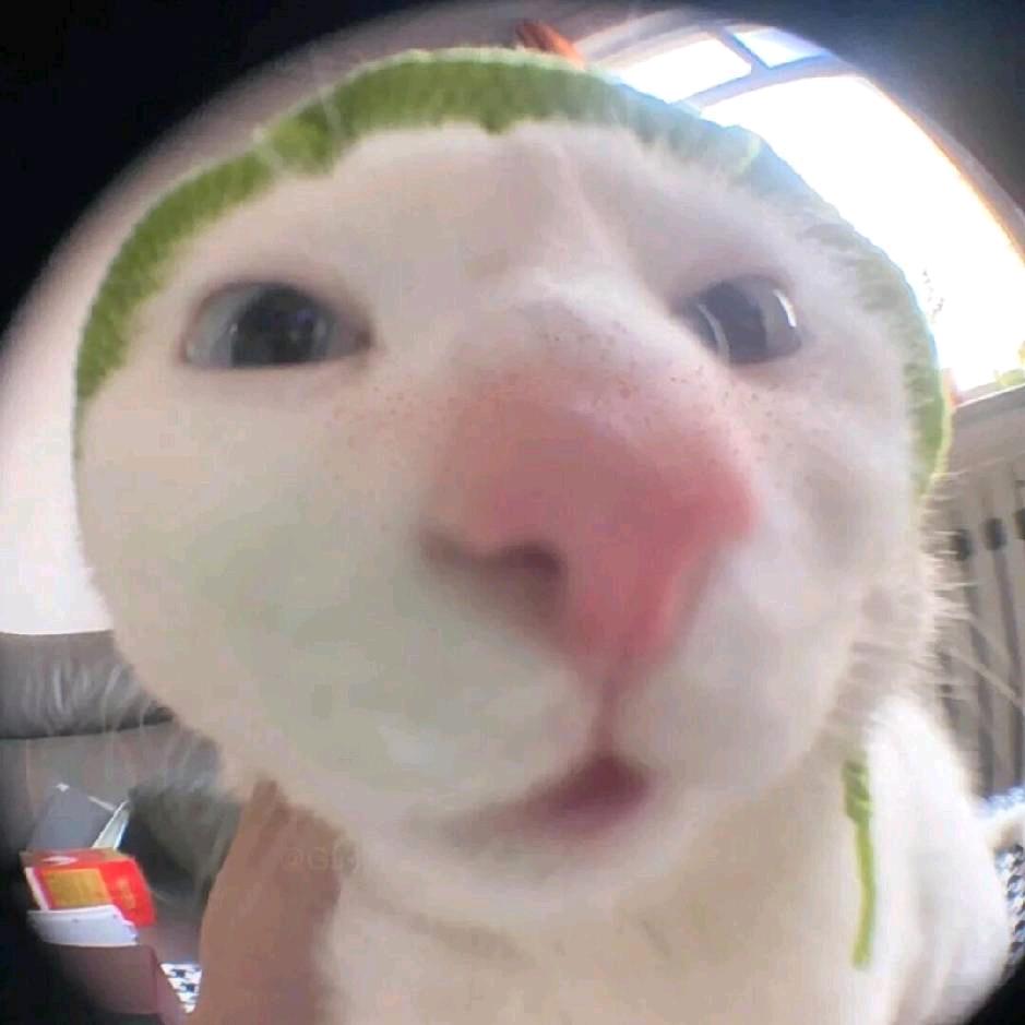 粉鼻子白猫