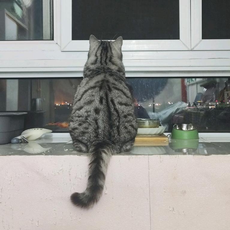 胖虎，是只猫