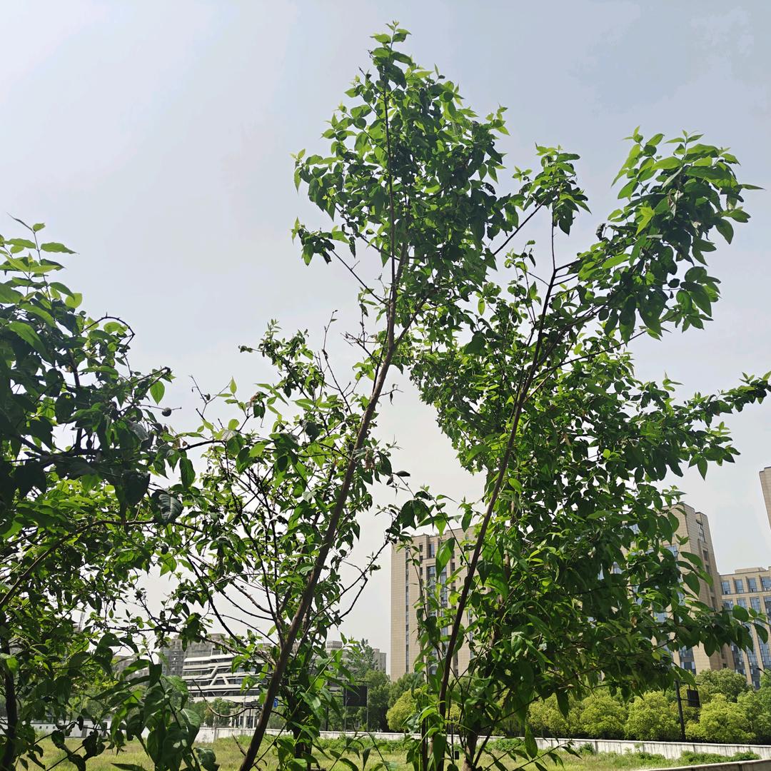 游戏玩的好菜