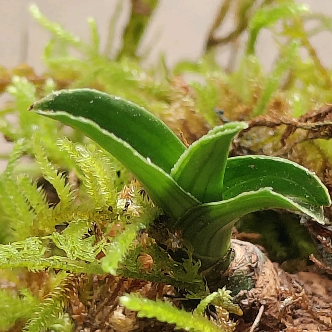 蜀通兰艺(巴山绿植爱好者)【甄选】