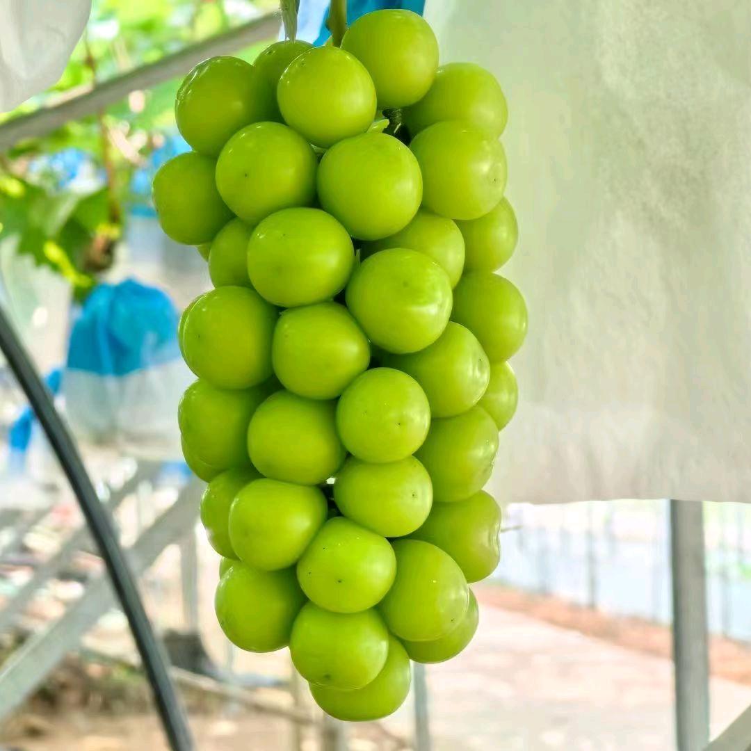 岳仔🍇