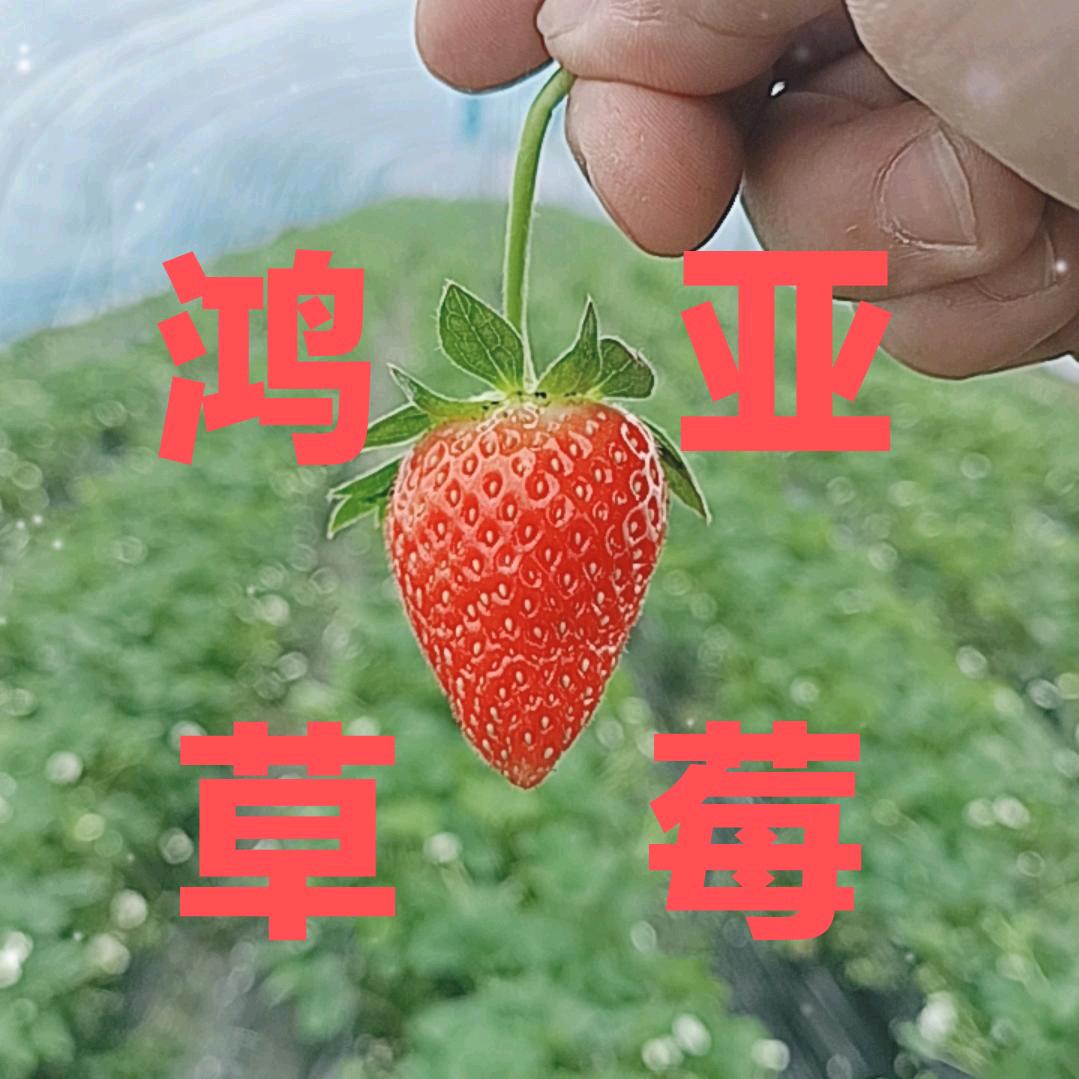 鸿亚草莓园