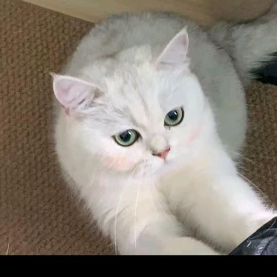 乌鸦哥