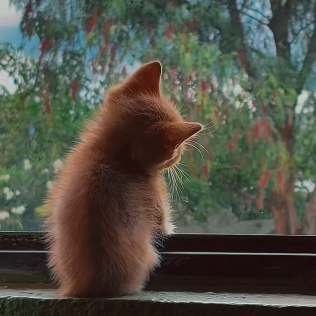 小鱼❧