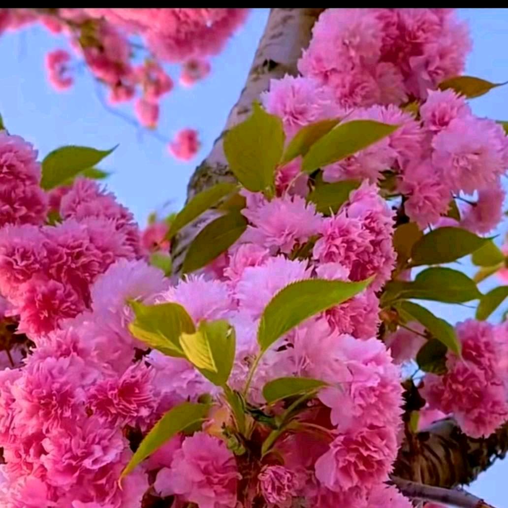 🌺不🌹离🌹不🌹弃🌺