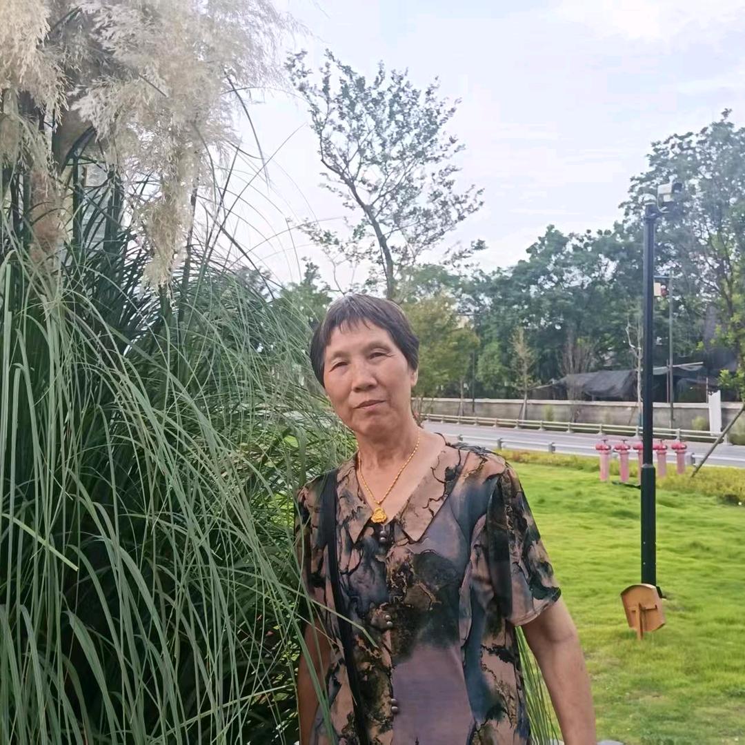 菊花苏