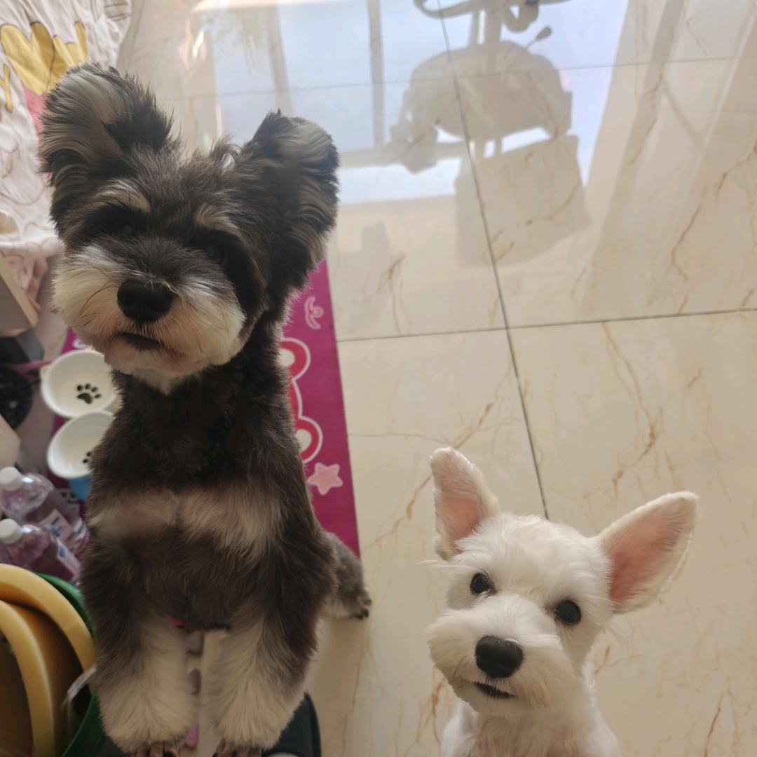 养雪纳瑞的王会计