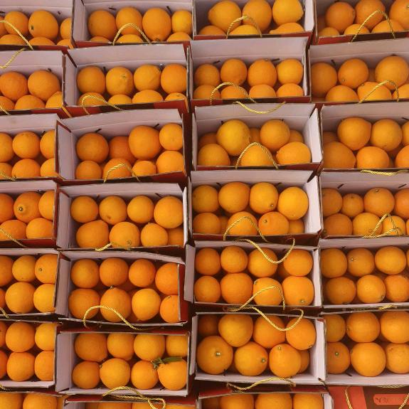 黄岩种富硒红美人和尚