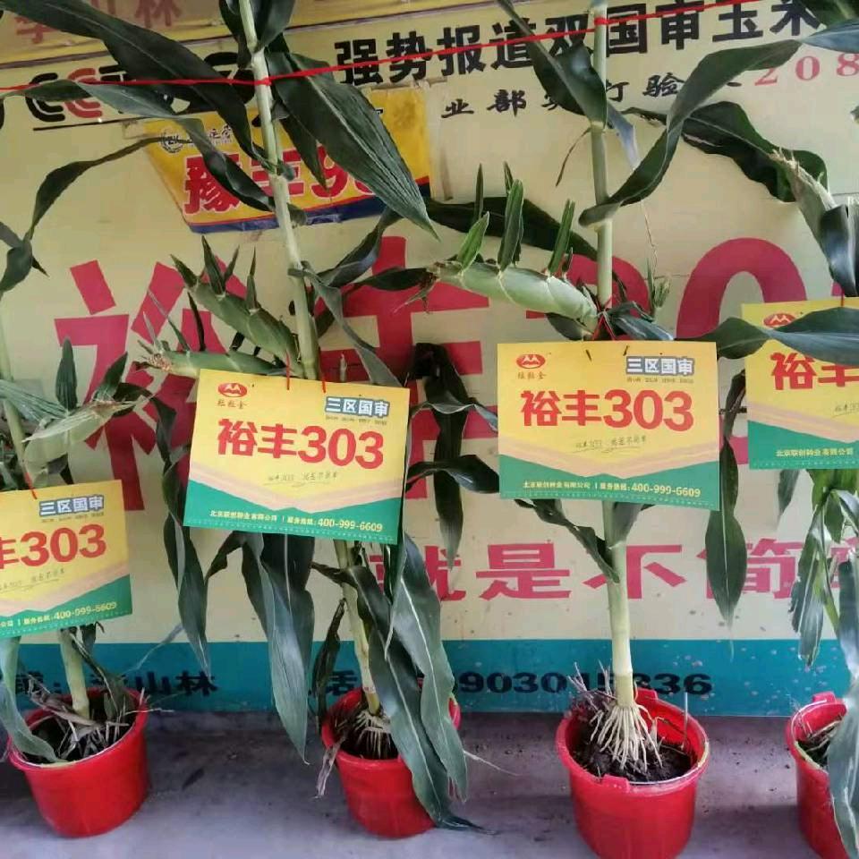 何家铺山林农资