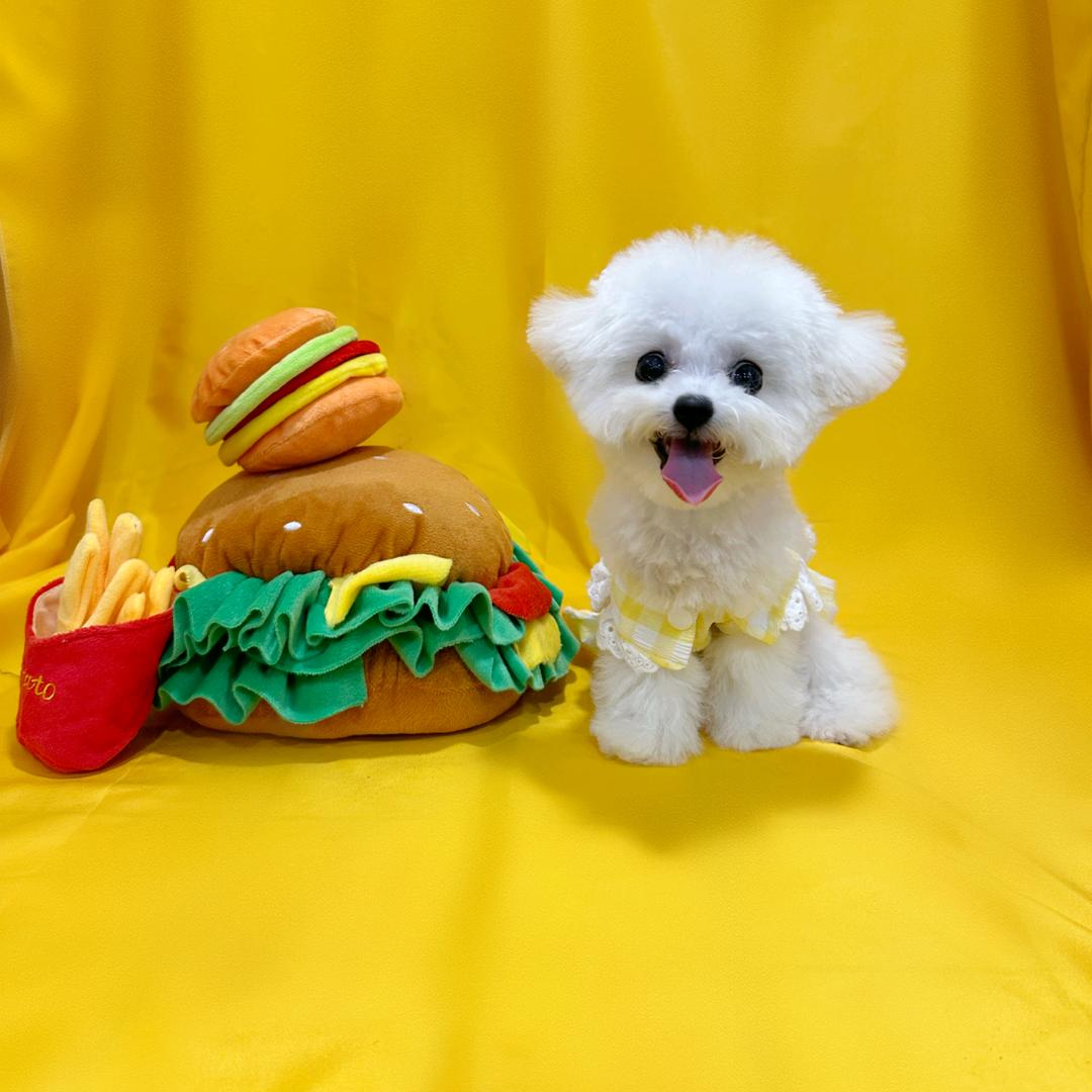 开心是只小比熊