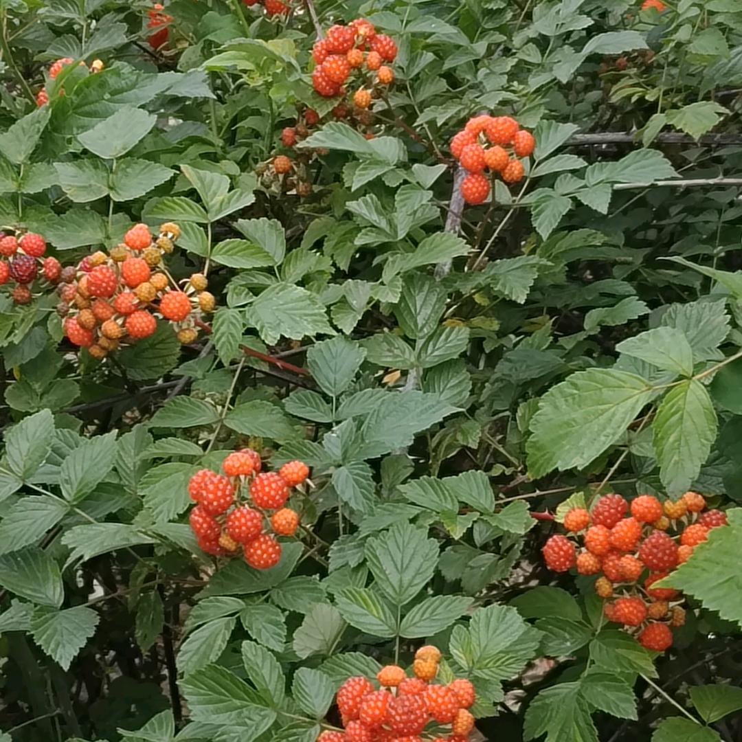 璐姐
