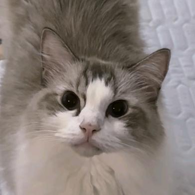 🐱提莫er