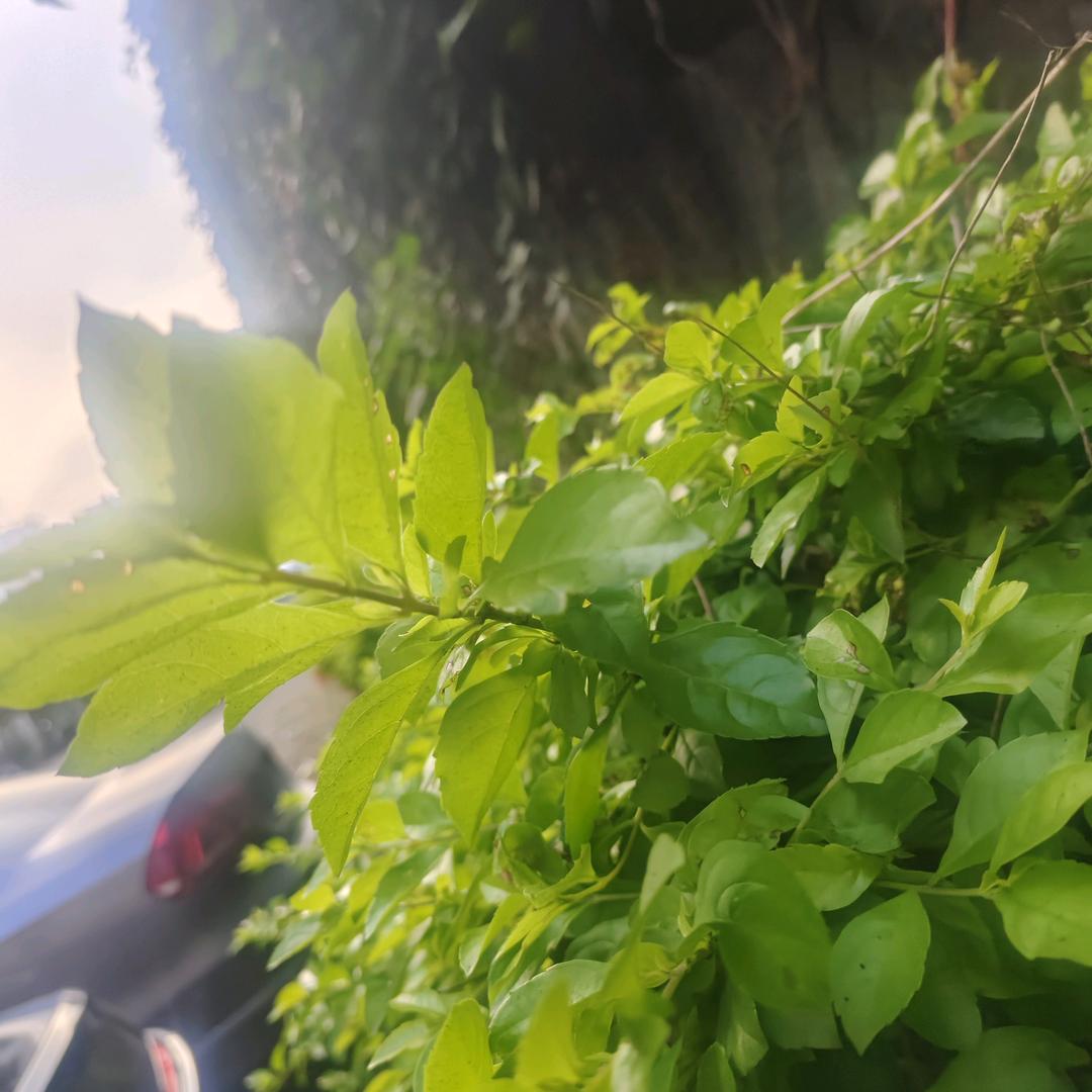 以身成道