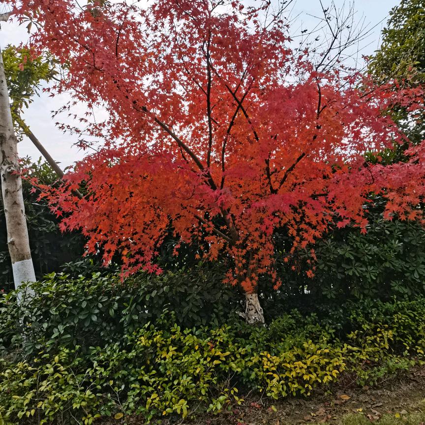 香菜（晚上8：30以后开播）