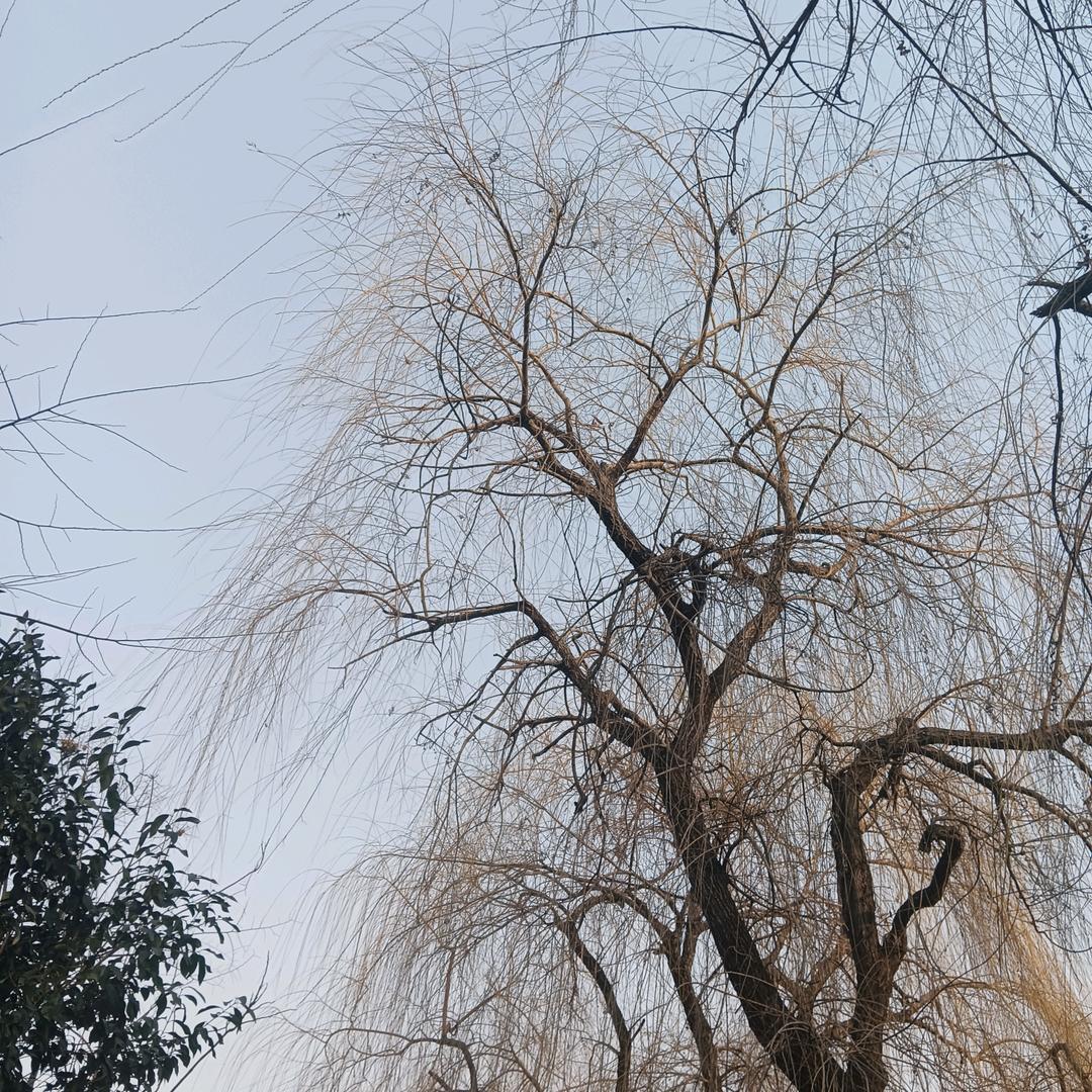 一大唐经生     沈夫子(沈巍)日志