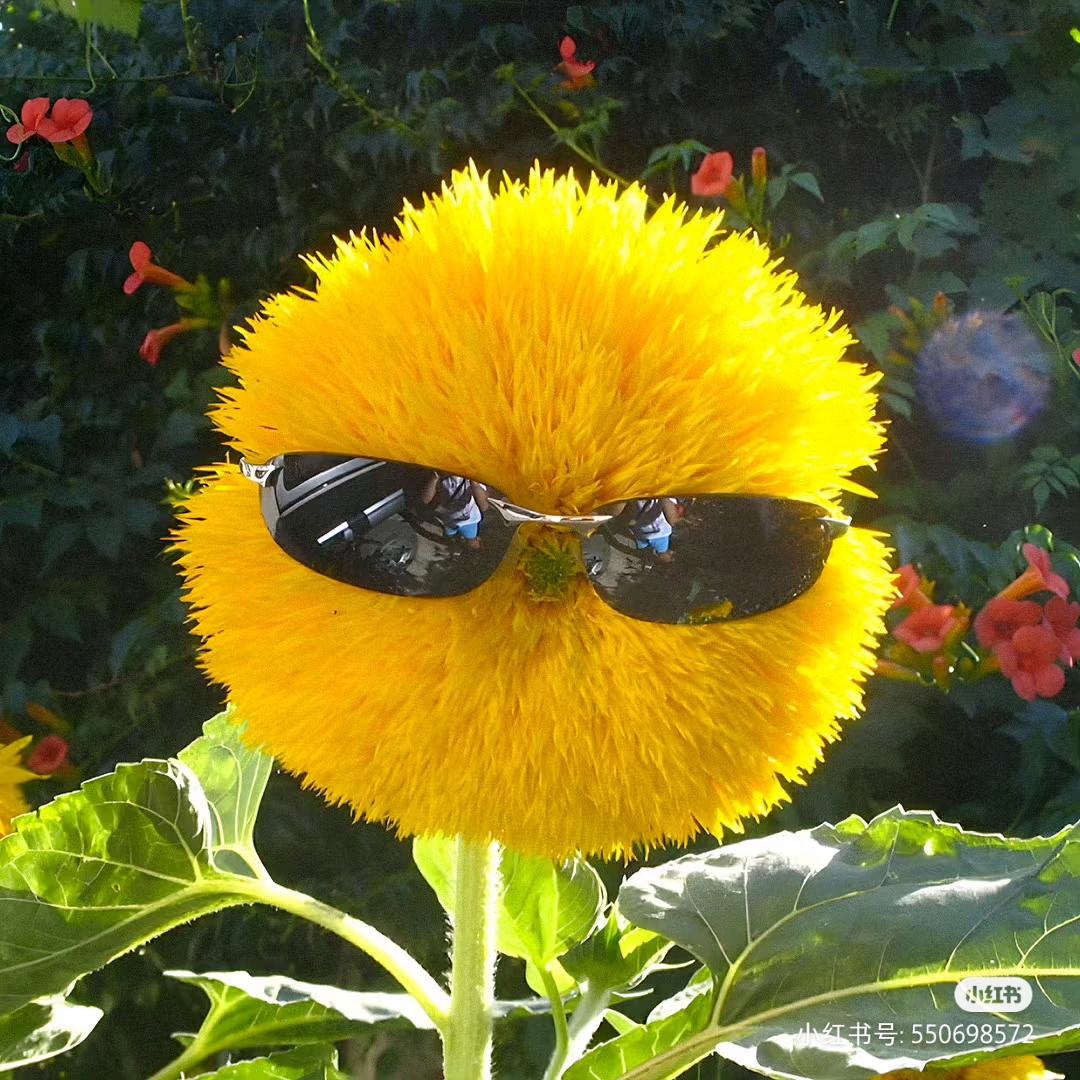 ꒰ঌ第二支羽毛໒꒱