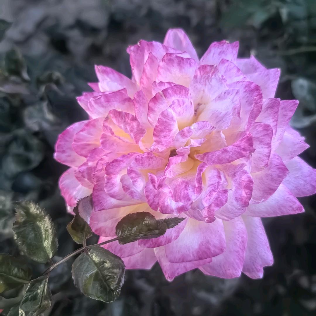 无刘海小姐（川渝）