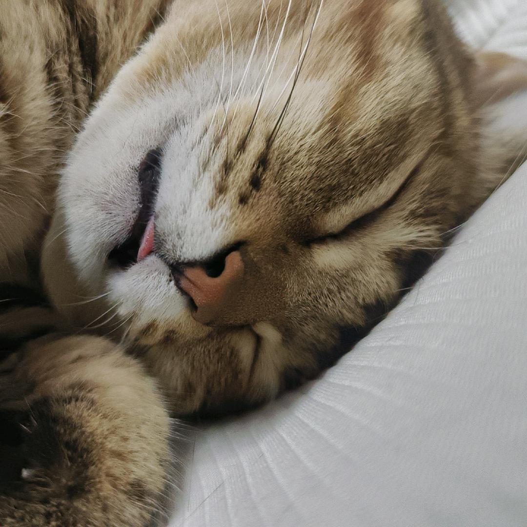 偷猫の月🐈🐈🐈🐈