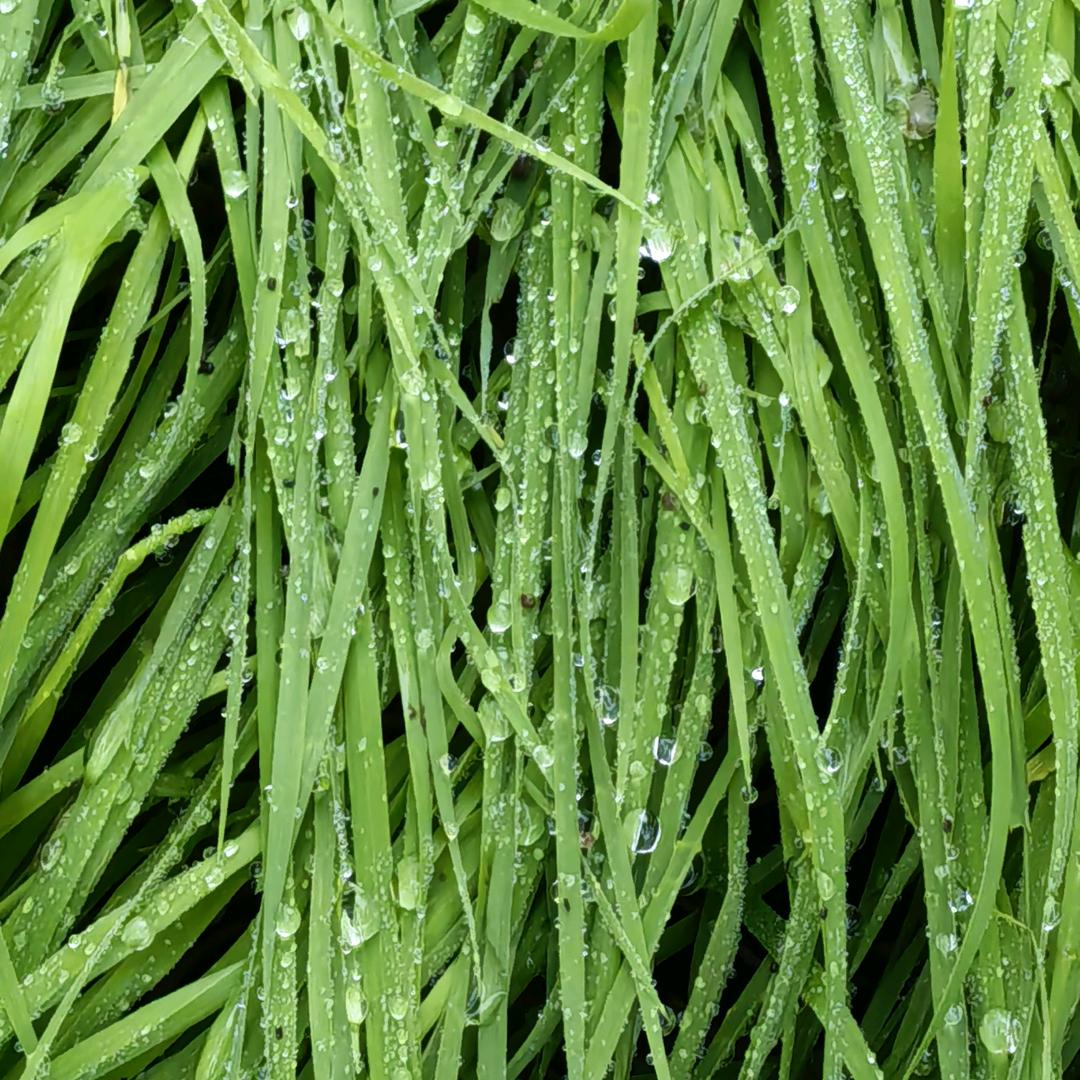 小史品质楷艺木门