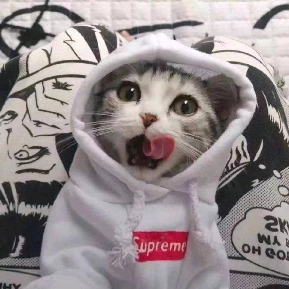 竹林丨狗熊猫