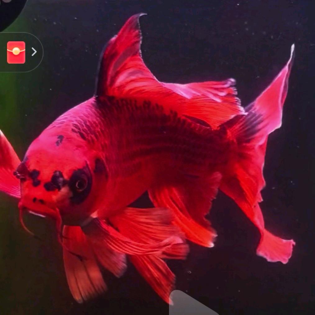 向鱼问水原生鱼