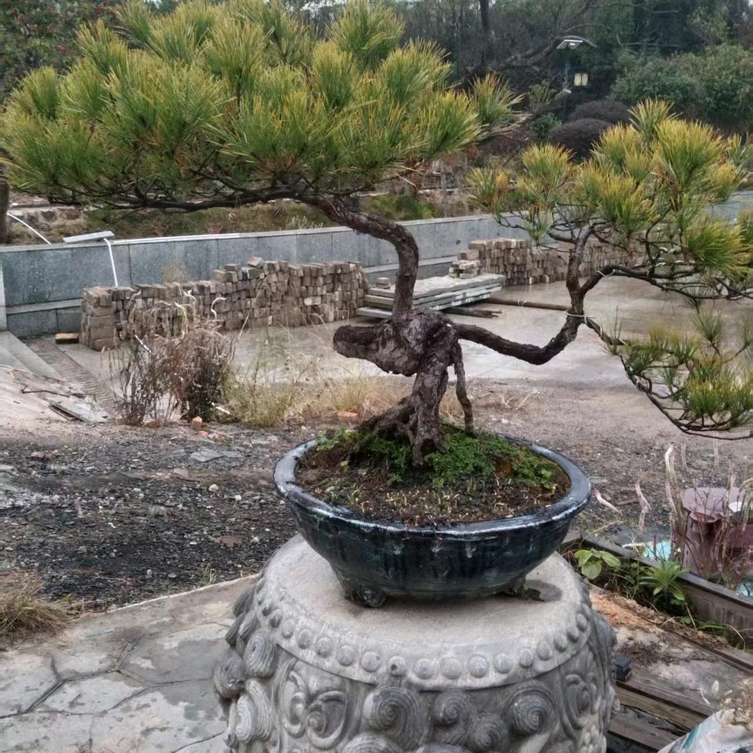 想你的时候问太阳