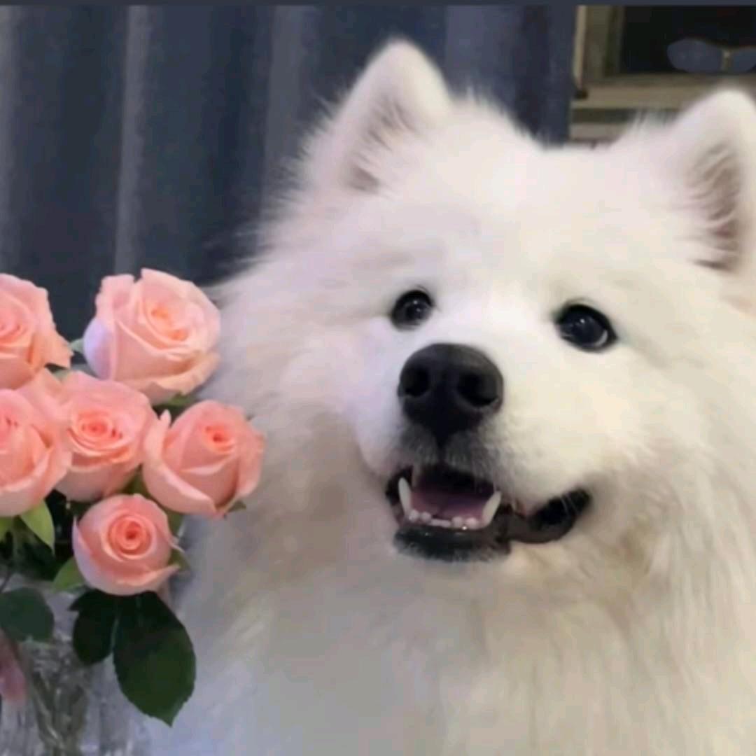 无能狂怒邪恶的卡皮巴拉