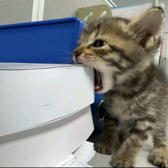 小猫肘击地球导致时间变快