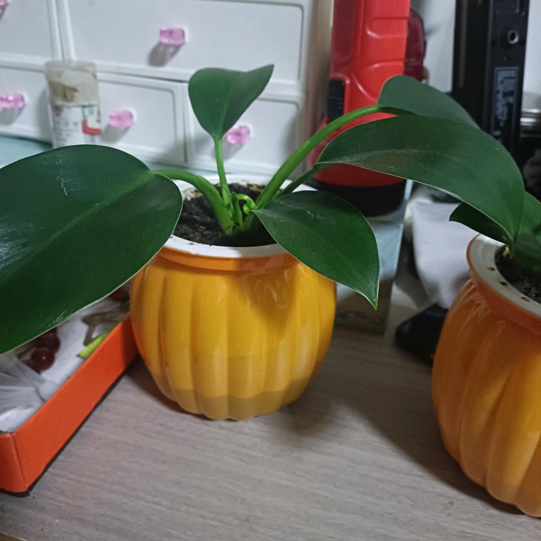 一切安好