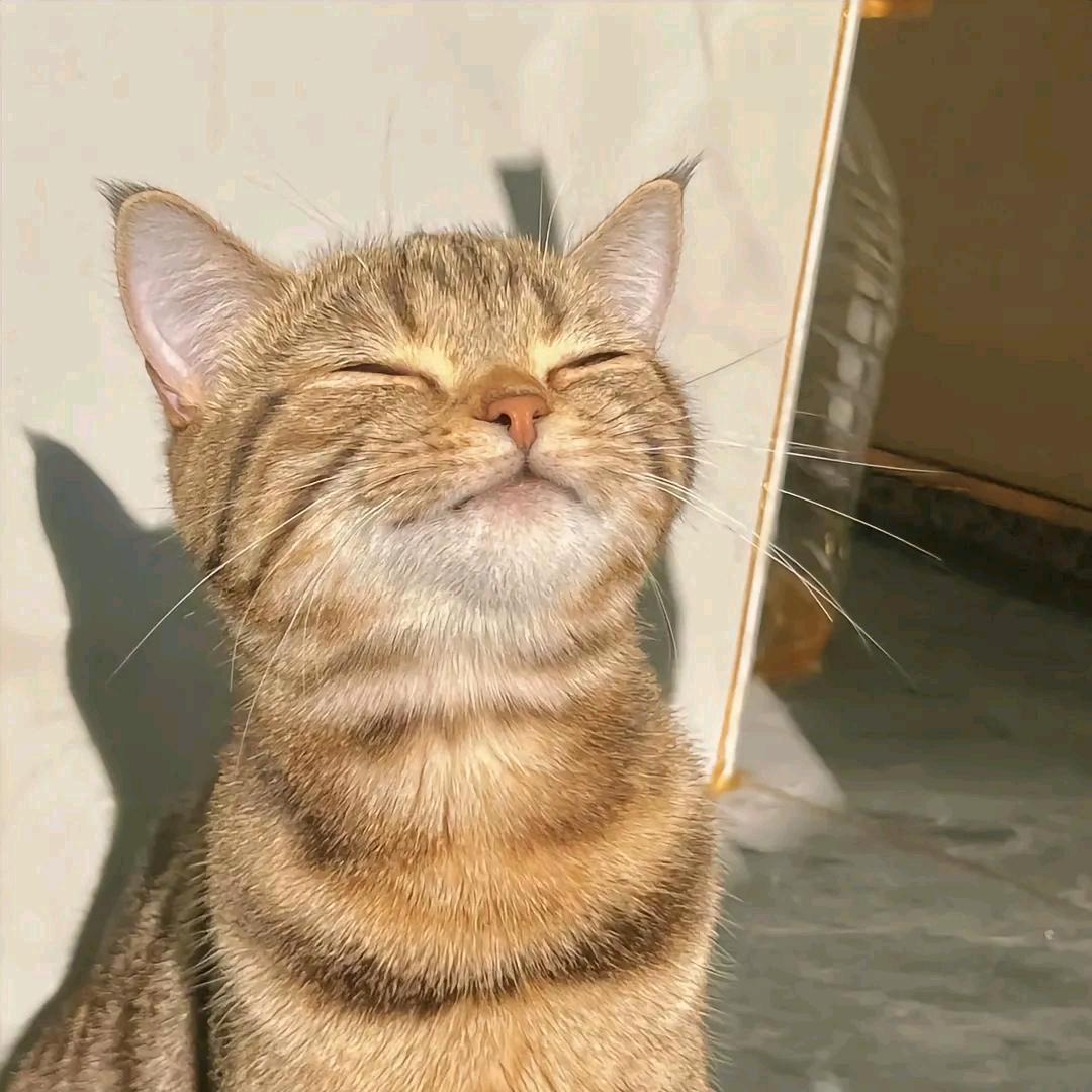 星星