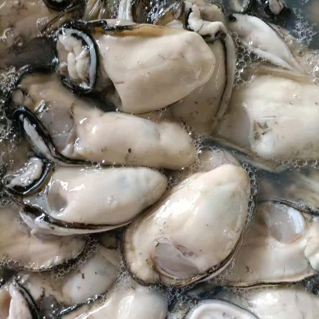 生蚝批发