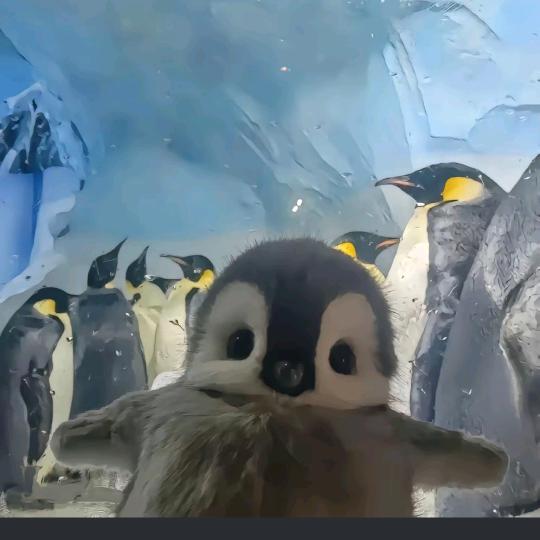 南极小萌鹅🐧¹¹⁸🐑