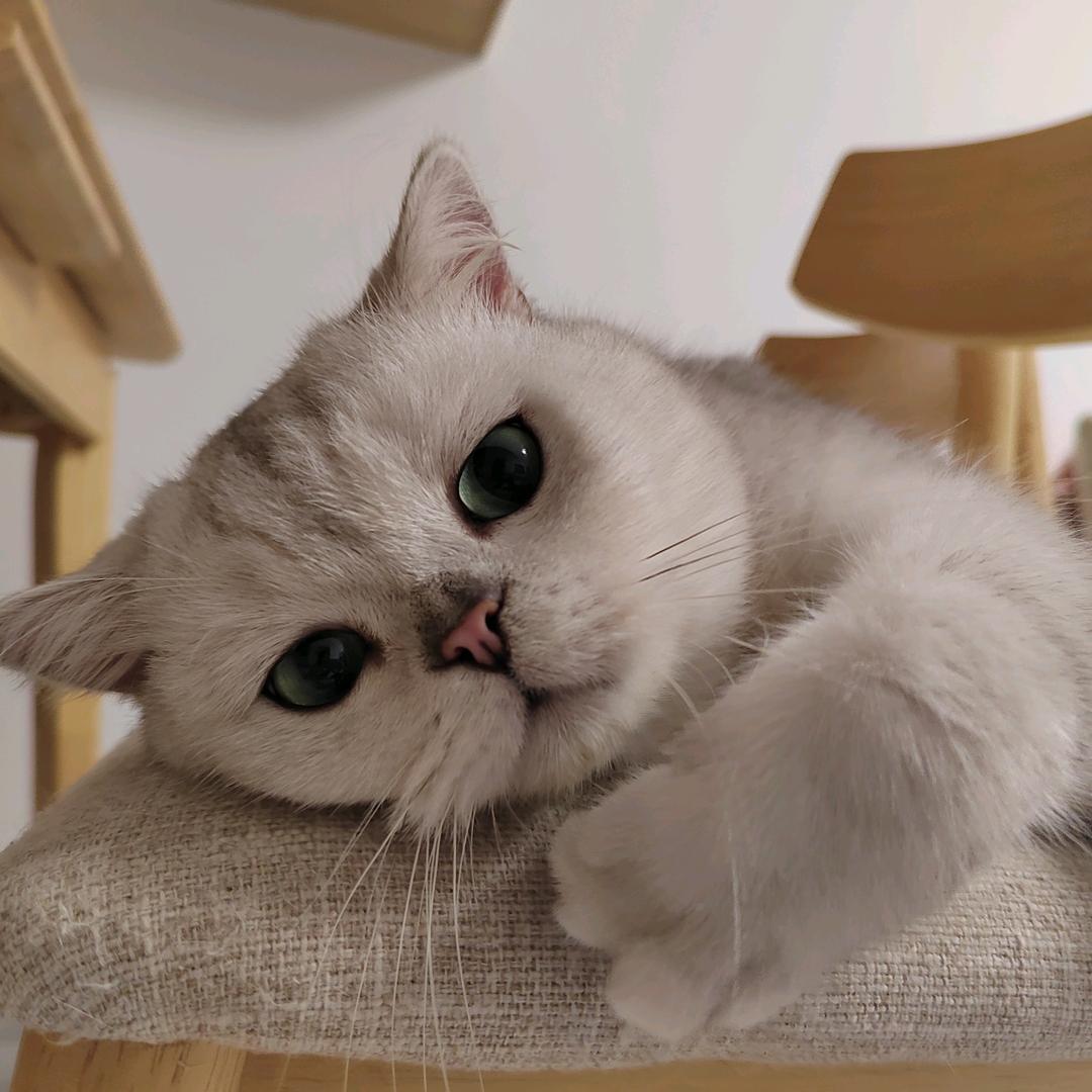 @招财猫乐园