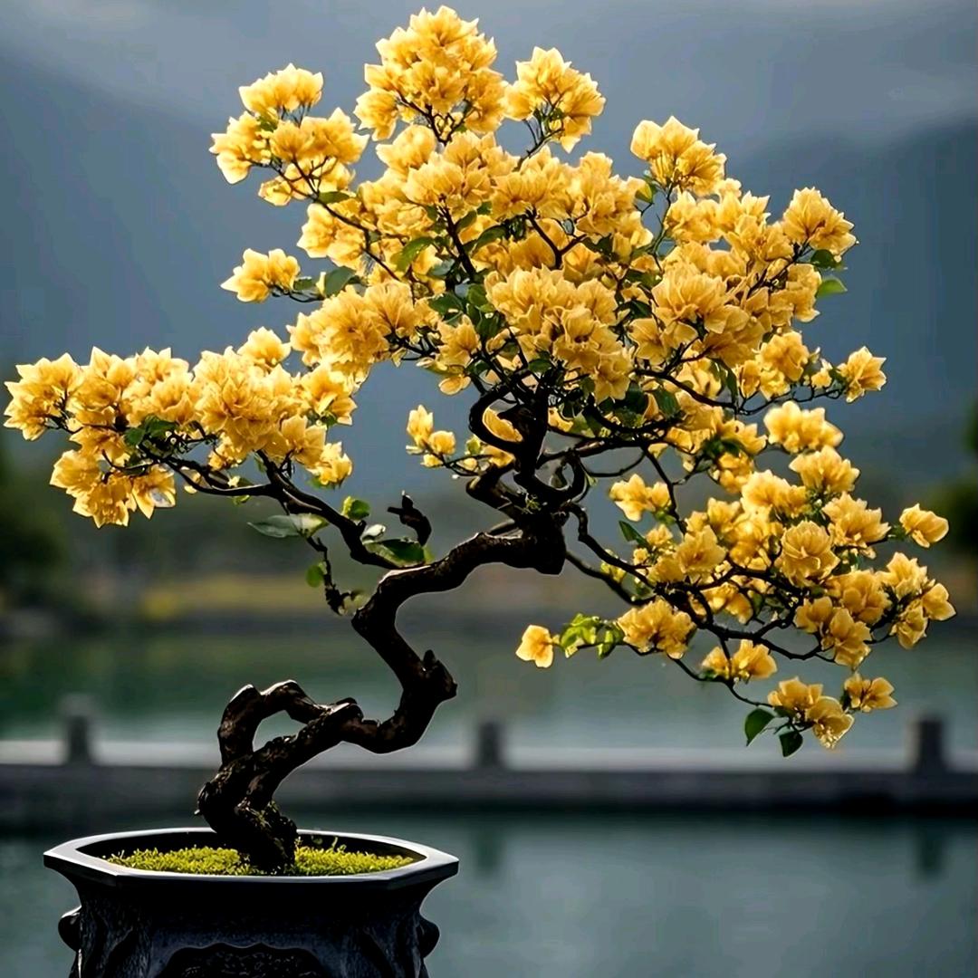 钧茂三角梅盆景