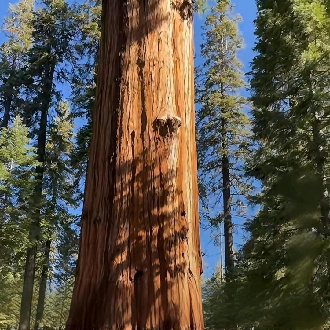 🧜‍♀️蓝桉🧜‍♀️