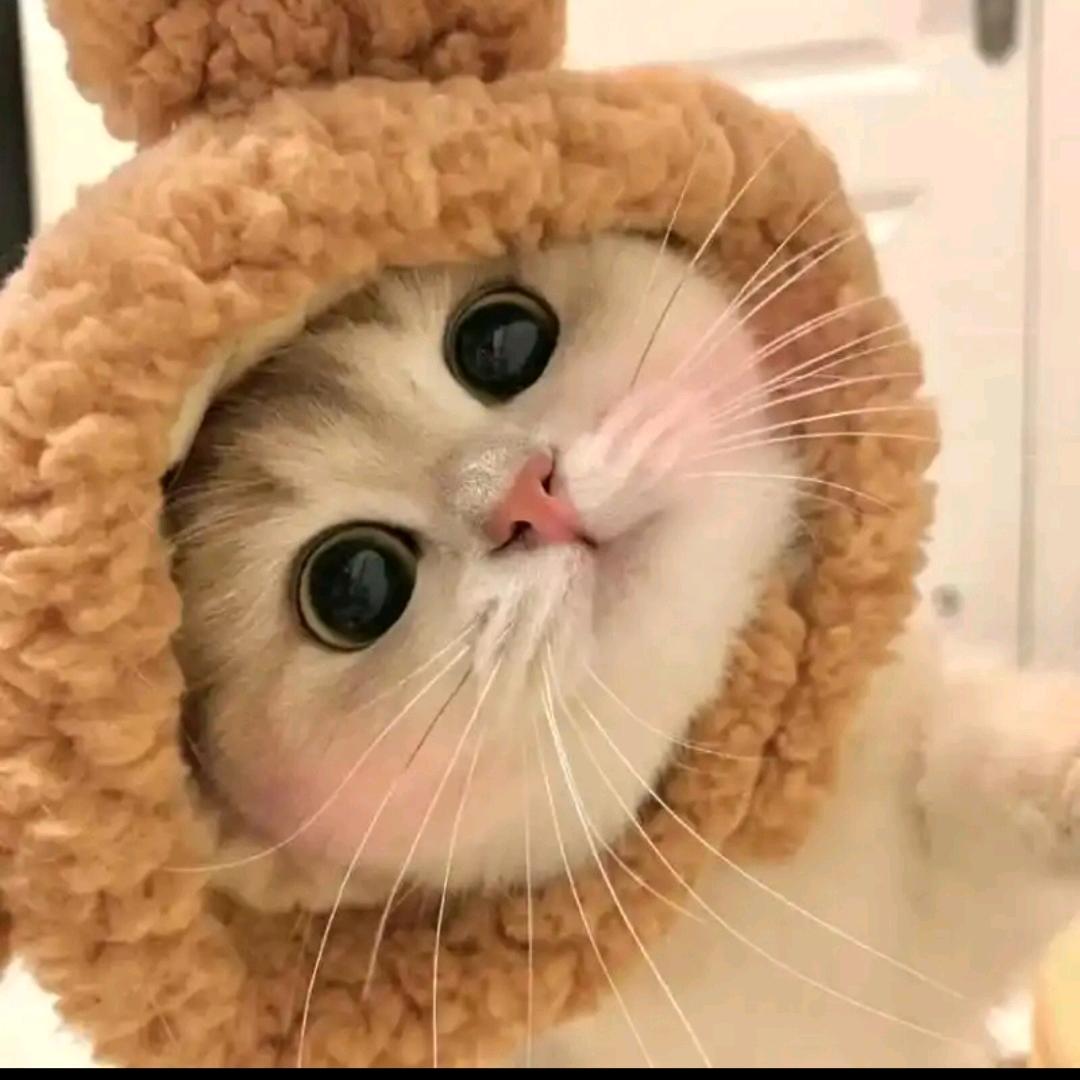 可欣