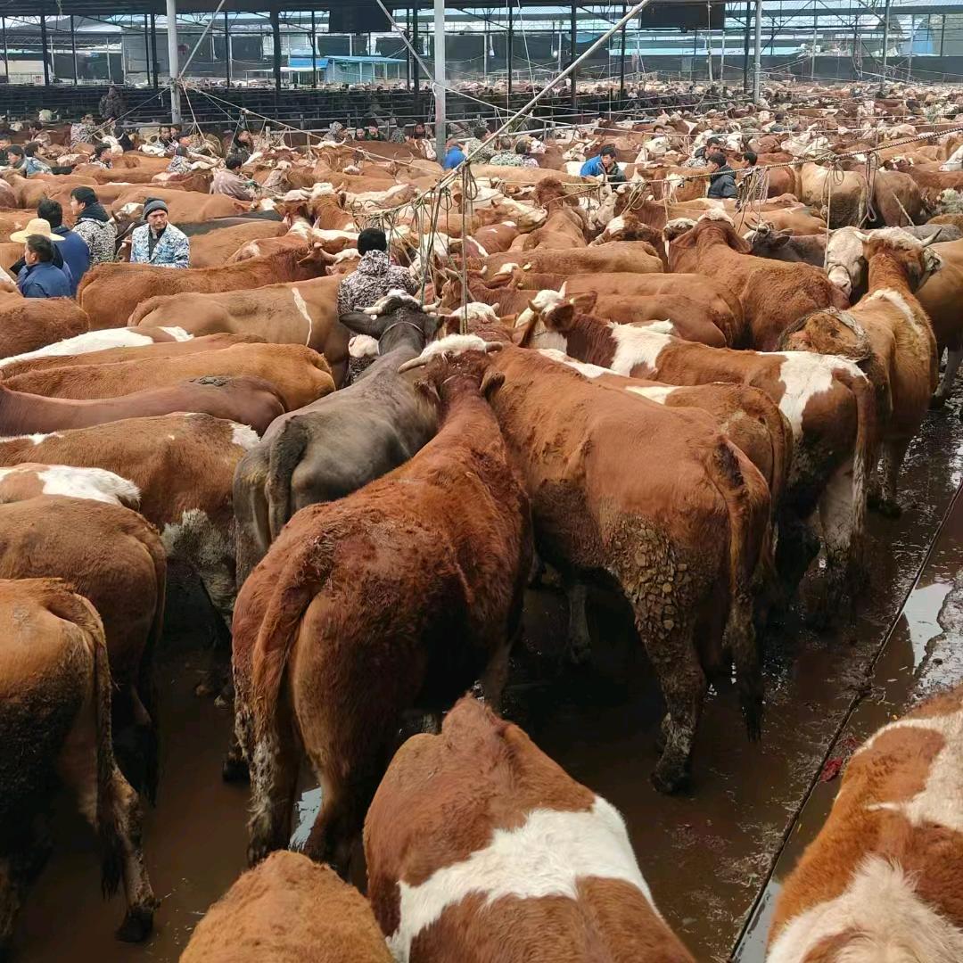 贵州小海牛市经纪人<小杨＞