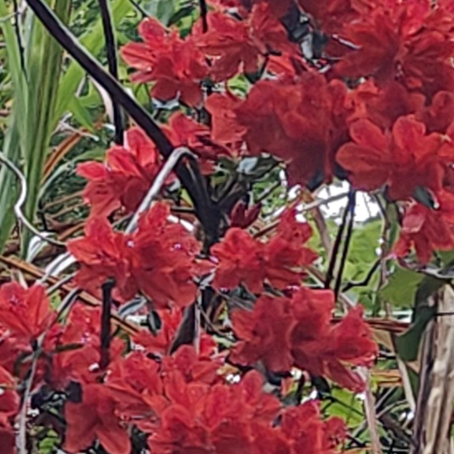 阿华⚈้̤͡ ˌ̫̮ ⚈้̤͡"