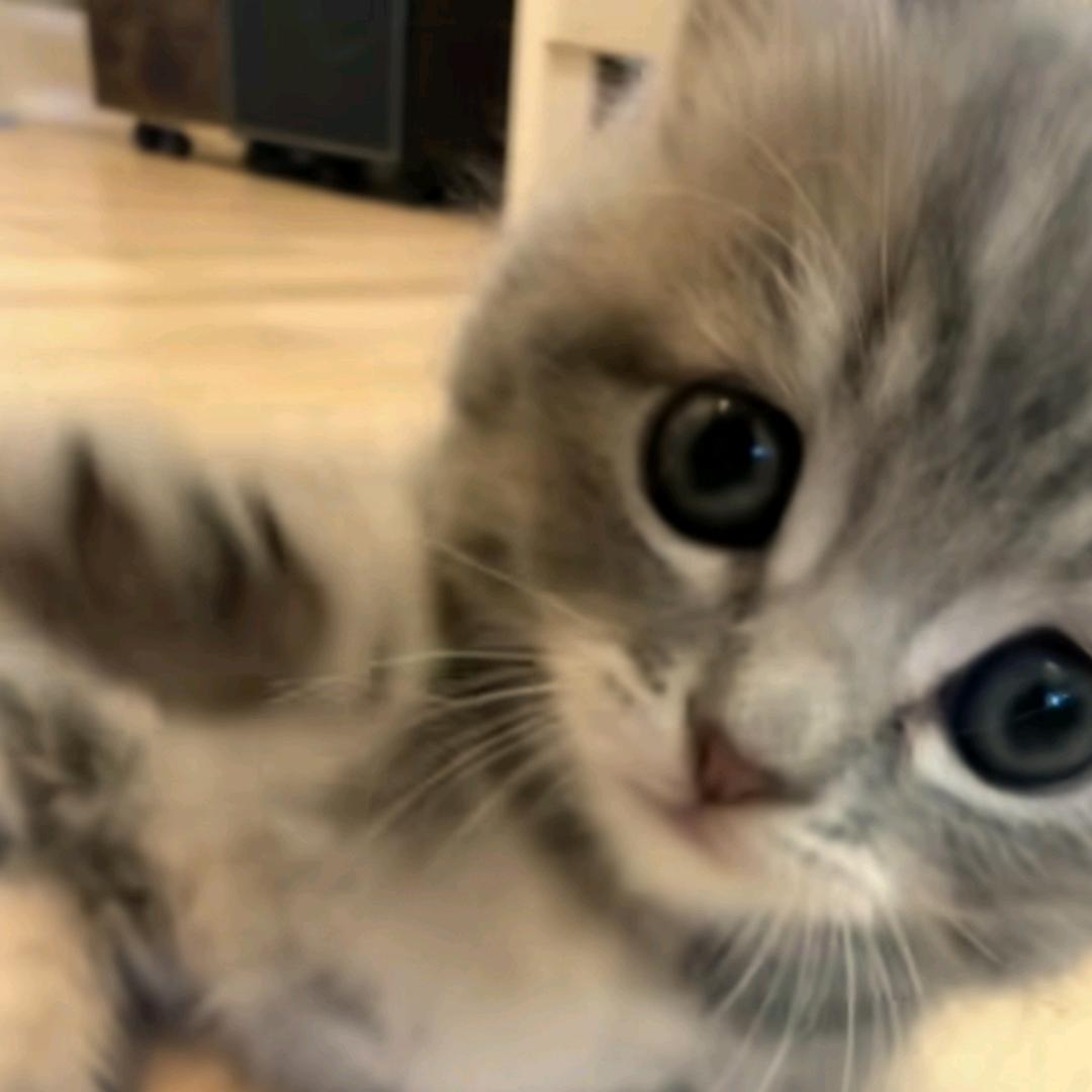 稀泥麒