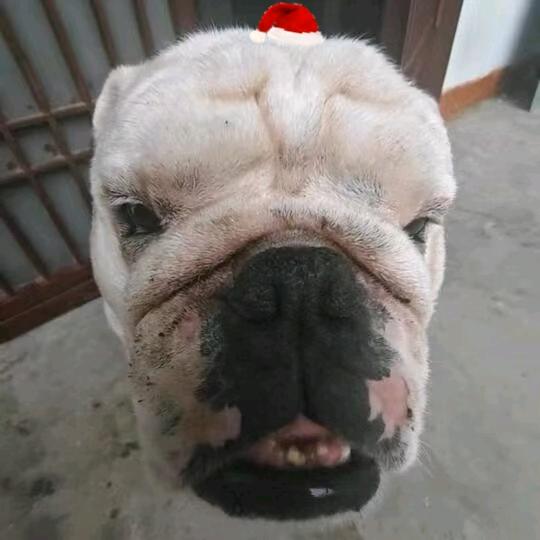 soloman浙大毕业泰飞美了