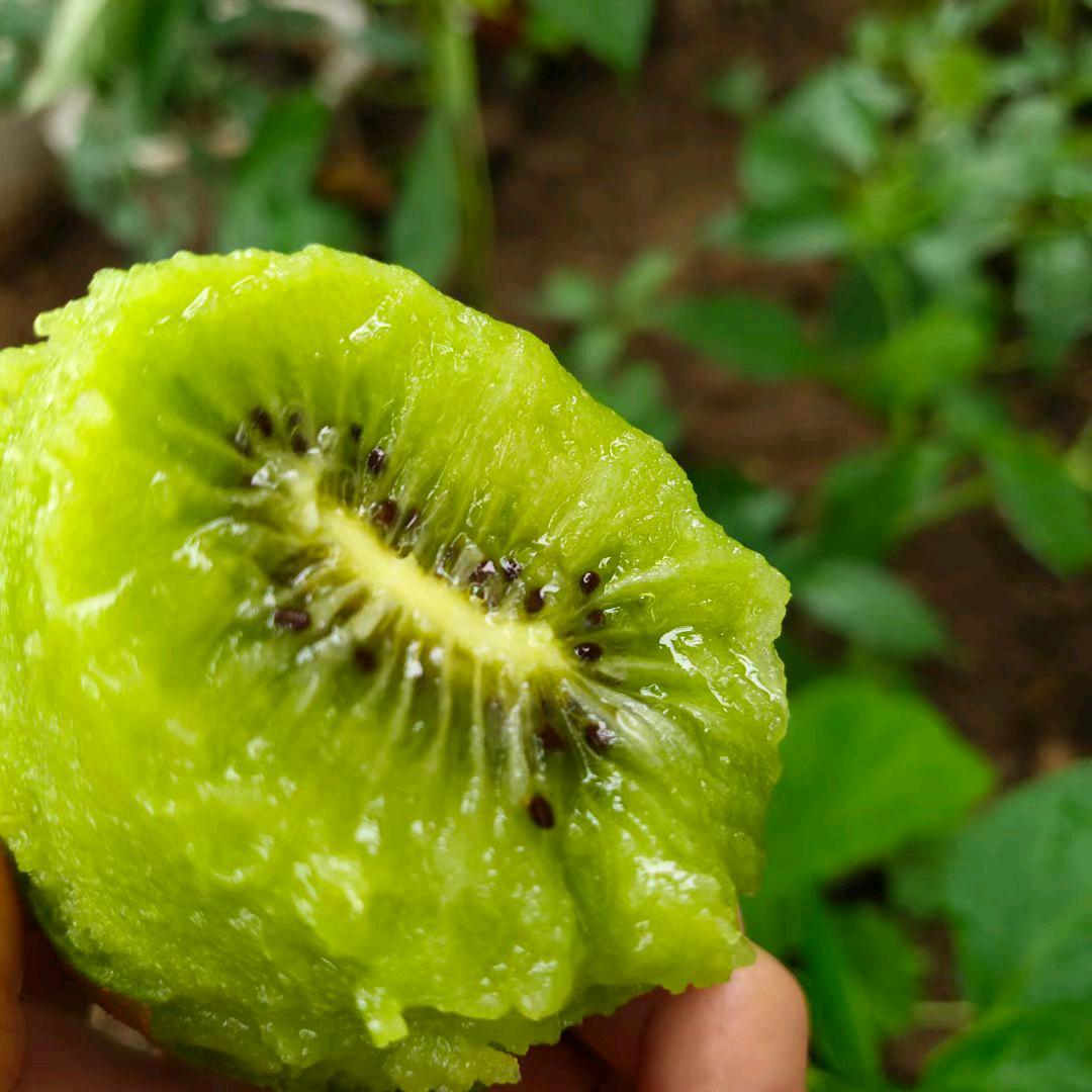 觅拾季博山猕猴桃