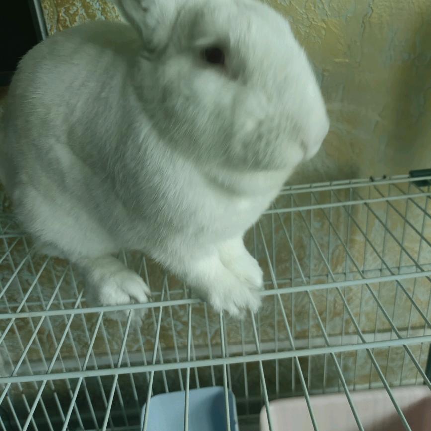 大白兔