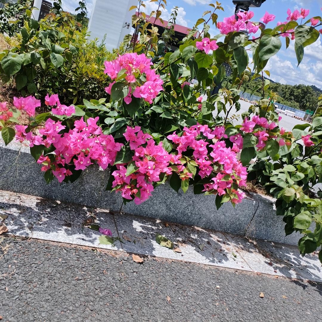 唐海英