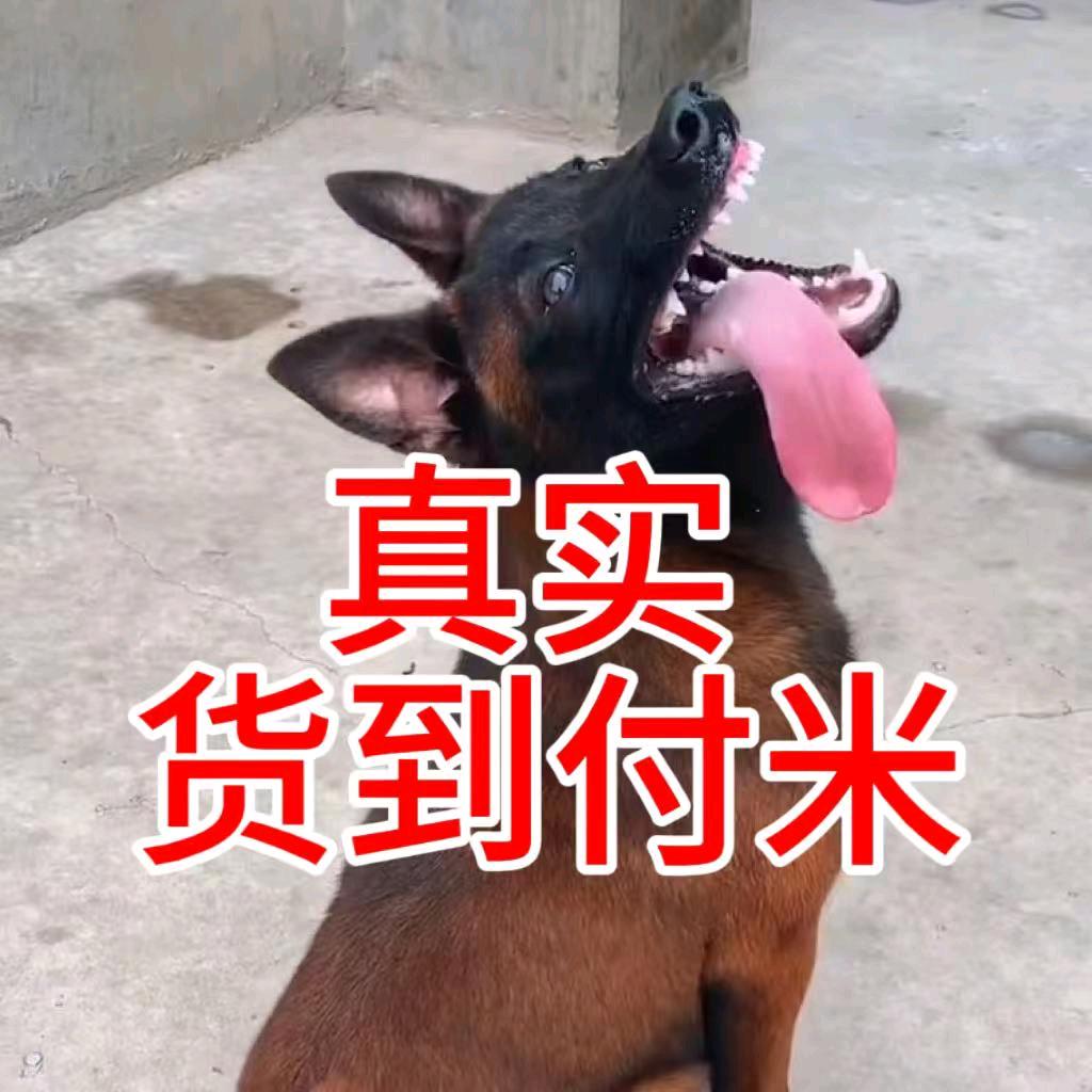 尚龙养犬（诚信经营）
