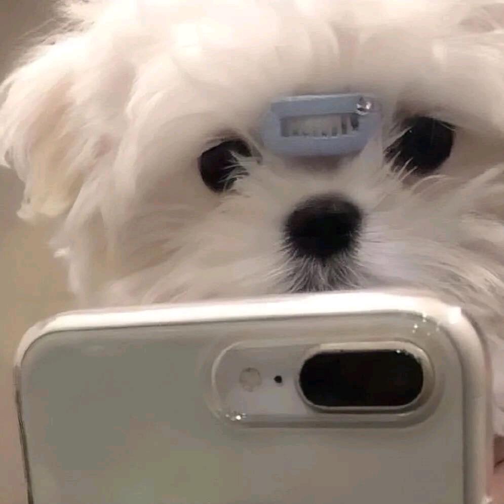 小杨不羊
