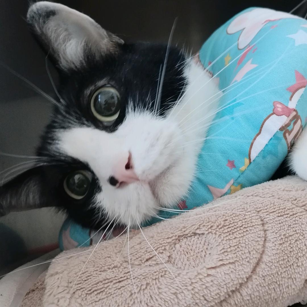 如意是只奶牛猫