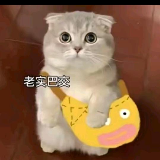CS盖亚