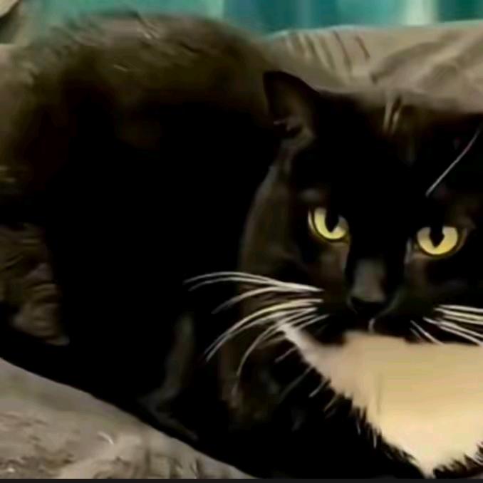 响尾蛇（地铁逃生）